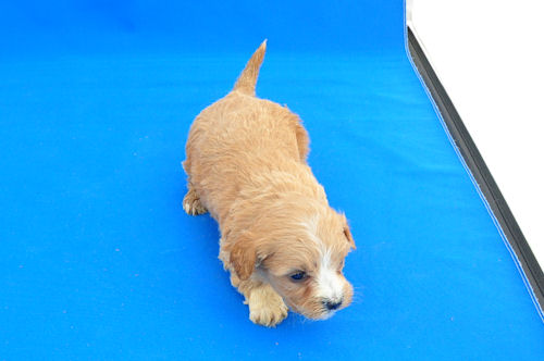 マルプー　ブリーダー　子犬販売の専門店　AngelWan　雑種　室内犬　仔犬直販