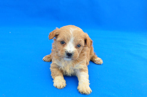 マルプー　ブリーダー　子犬販売の専門店 AngelWan　世田谷区　群馬　長崎　佐賀　宮崎