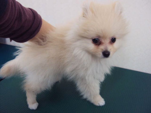 ポメラニアン　ブリーダー　子犬販売の専門店　AngelWan　福岡　北九州　神奈川　東京