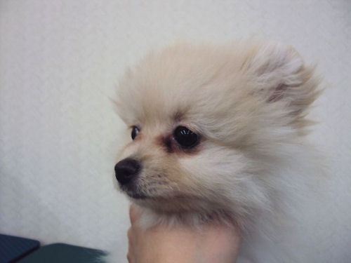 ポメラニアン　ブリーダー　子犬販売の専門店　AngelWan　横浜市　戸塚区　湘南　鎌倉