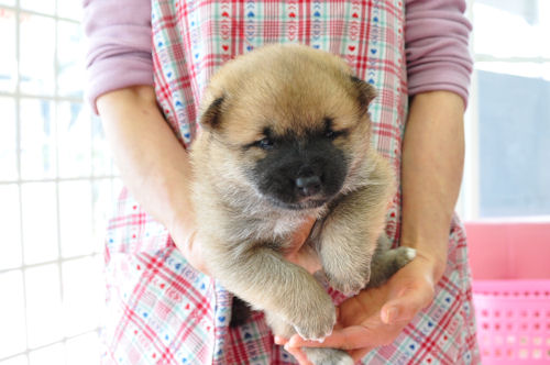 柴犬　ブリーダー　子犬販売の専門店　AngelWan　神奈川　東京　千葉　埼玉　茨城