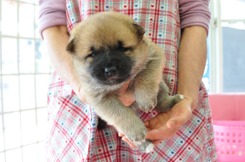 柴犬　ブリーダー　子犬販売の専門店　AngelWan　広島　福岡　兵庫　大阪　愛媛　京都