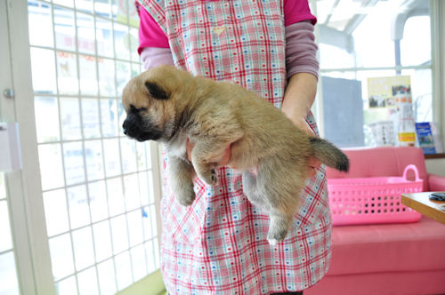 柴犬　ブリーダー　子犬販売の専門店　AngelWan　川崎　町田　相模原　小田原　藤沢