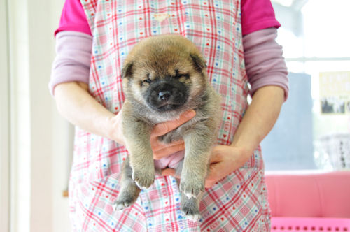 柴犬　ブリーダー　子犬販売の専門店　AngelWan　愛知　岐阜　三重　滋賀　静岡