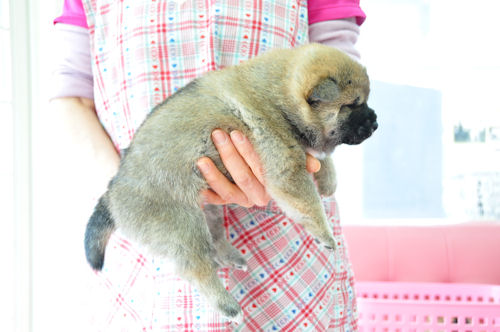 柴犬　ブリーダー　子犬販売の専門店　AngelWan　福島　宮城　岩手　青森　秋田　山形