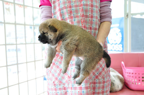 柴犬　ブリーダー　子犬販売の専門店　AngelWan　ANA　JAL　全国空輸対応可能