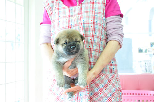 柴犬　ブリーダー　子犬販売の専門店　AngelWan　健康　忠犬　日本犬　サムライ SHIBA