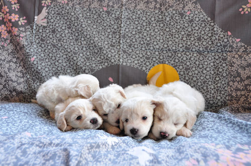 ビションフリーゼ　ブリーダー　子犬販売の専門店　AngelWan　鎌倉　逗子　葉山　横須賀