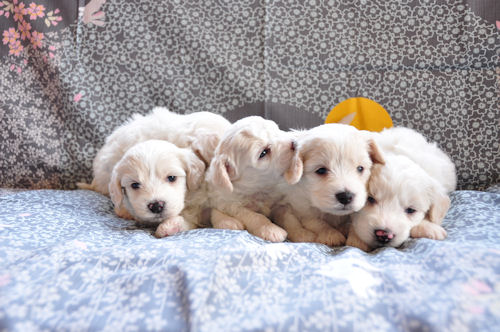 ビションフリーゼ フワフワ モコモコ ビションフリーゼ ブリーダー 子犬販売の専門店 AngelWan 家族 ペットショップ