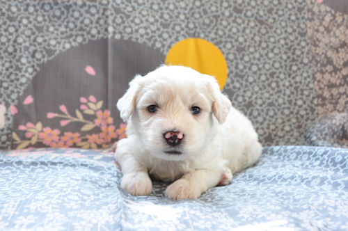 ビションフリーゼ　ブリーダー　子犬販売の専門店　AngeｌWan　神奈川　東京　千葉　埼玉