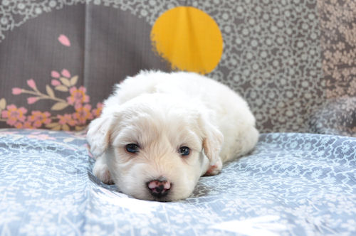 ビションフリーゼ　ブリーダー　子犬販売の専門店　AngeｌWan　青森　岩手　福島　宮城