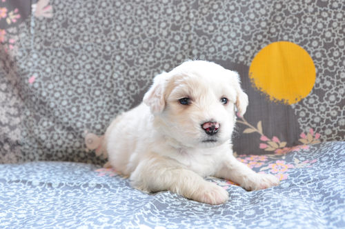 ビションフリーゼ　ブリーダー　子犬販売の専門店　AngeｌWan　秋田　長野　山梨　静岡