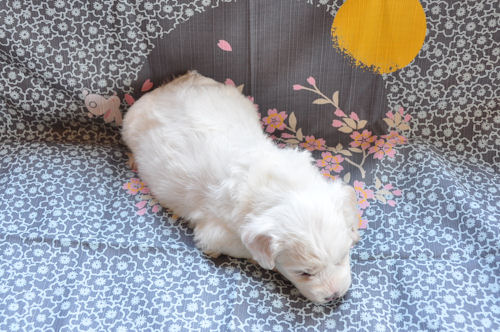 ビションフリーゼ　ブリーダー　子犬販売の専門店　AngeｌWan　広島　福岡　京都　大阪