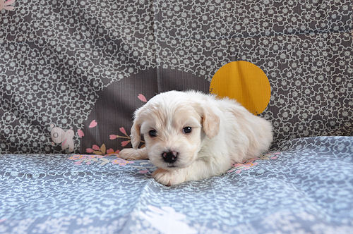 ビションフリーゼ　ブリーダー　子犬販売の専門店　AngelWan　愛知　岐阜　三重　滋賀