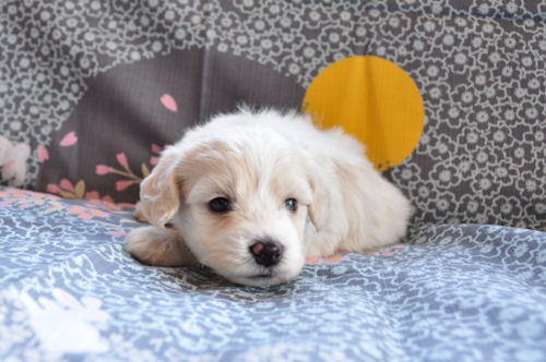 ビションフリーゼ　ブリーダー　子犬販売の専門店　AngelWan　横浜市　戸塚区　泉区