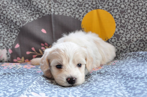 ビションフリーゼ　ブリーダー　子犬販売の専門店　AngelWan　横浜市　港北区　都筑区