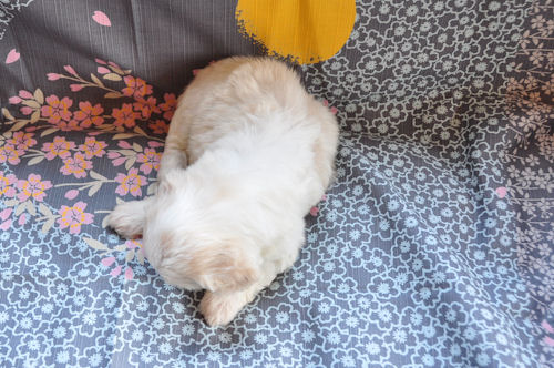 ビションフリーゼ　ブリーダー　子犬販売の専門店　AngelWan　横浜市　青葉区　緑区