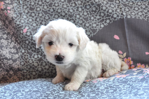 ビションフリーゼ　ブリーダー　子犬販売の専門店　AngelWan　横浜市　中区　旭区　栄区