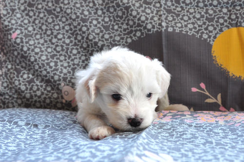 ビションフリーゼ　ブリーダー　子犬販売の専門店　AngelWan　横浜市　港南区　磯子区