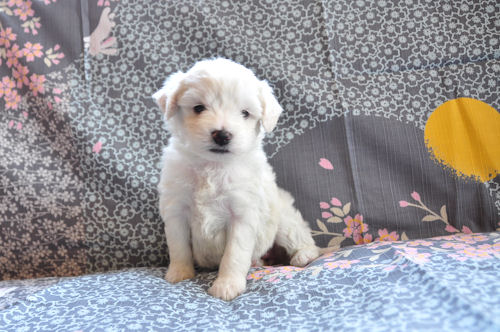 ビションフリーゼ　ブリーダー　子犬販売の専門店　AngelWan　藤沢　川崎　町田　相模原