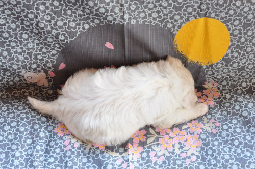 ビションフリーゼ　ブリーダー　子犬販売の専門店 AngelWan　辻堂　茅ヶ崎　小田原　平塚