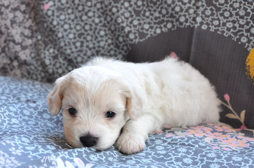 ビションフリーゼ コマーシャル さんげつ ビションフリーゼ ブリーダー 子犬販売の専門店 AngelWan 愛媛 富山 石川 新潟