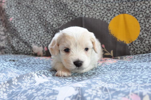 ビションフリーゼ フレンドリー 仔犬 ビションフリーゼ ブリーダー 子犬販売の専門店 AngelWan JKC 血統書付き