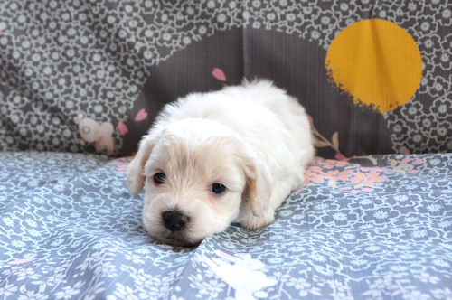 ビションフリーゼ 愛玩犬 ペット ビションフリーゼ ブリーダー 子犬販売の専門店 AngelWan ビションカット トリミング