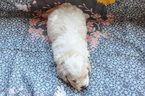 ビションフリーゼ ペット通販 仔犬 ビションフリーゼ ブリーダー 子犬販売の専門店 AngelWan トイドッグ 小型犬