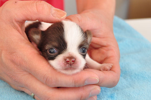 チワワ　ブリーダー　子犬販売の専門店 AngelWan　福岡　広島　岡山　兵庫　大阪　愛媛