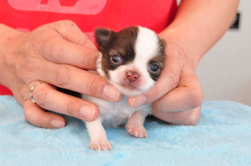 チワワ　ブリーダー　子犬販売の専門店 AngelWan　愛知　岐阜　三重　滋賀　静岡　山梨