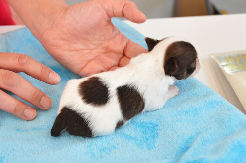 チワワ　ブリーダー　子犬販売の専門店　AngelWan 青森　秋田　岩手　福島　宮城　山形