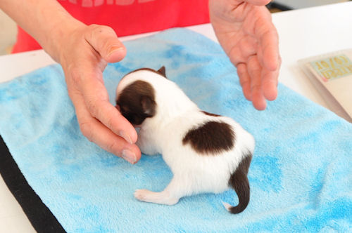 チワワ　ブリーダー　子犬販売の専門店　AngelWan　藤沢　川崎　町田　相模原　小田原