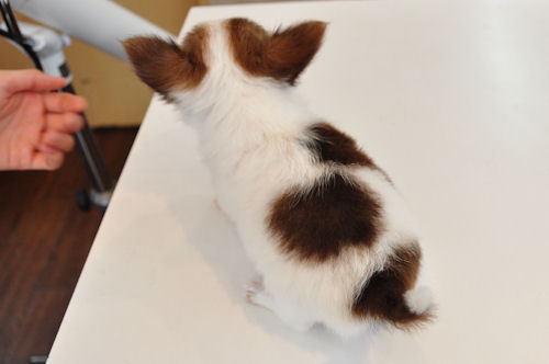 チワワ　ブリーダー　子犬販売の専門店　AngelWan　川崎　町田　相模原　神奈川　藤沢