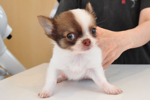 チワワ　ブリーダー　子犬販売の専門店　AngelWan　ロングコート　極小　人気カラー