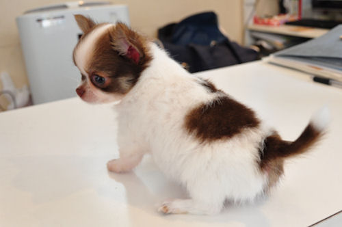 チワワ　ブリーダー　子犬販売の専門店　AngelWan　鎌倉　逗子　葉山　世田谷　品川