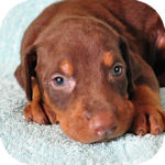 ドーベルマン　ブリーダー　子犬販売の専門店　AngelWan　横浜