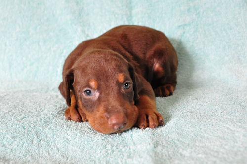 ドーベルマン　ブリーダー　子犬販売の専門店　AngelWan　東京　千葉　埼玉　神奈川