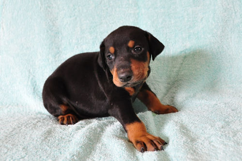 ドーベルマン　ブリーダー　子犬販売の専門店　AngelWan　北海道　青森　秋田　岩手