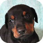 ドーベルマンの子犬 ブラックタン オス ドーベルマン ブリーダー 子犬販売の専門店 AngelWan 横浜