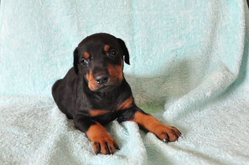 ドーベルマン ブリーダー JKCチャンピオン直子 ドーベルマン ブリーダー 子犬販売の専門店 AngelWan 福島 宮城 茨城 栃木 群馬