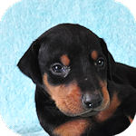 ドーベルマンの子犬 ブラックタン オス ドーベルマン ブリーダー 子犬販売の専門店 AngelWan 横浜