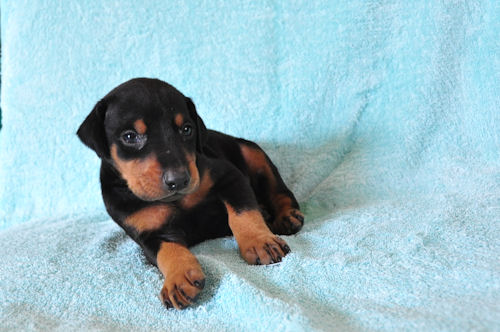 ドーベルマン ブラックタン 子犬情報 ドーベルマン ブリーダー 子犬販売の専門店 AngelWan 愛知 静岡 長野 岐阜 三重
