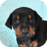 ドーベルマン　ブリーダー　子犬販売の専門店　AngelWan　横浜