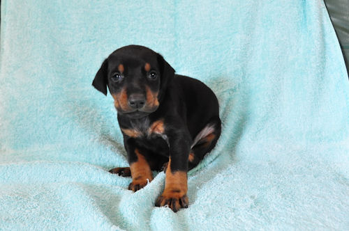 ドーベルマン　ブリーダー　子犬販売の専門店　AngelWan　滋賀　沖縄　山口　愛媛