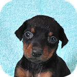 ドーベルマンの子犬 ブラックタン メス ドーベルマン ブリーダー 子犬販売の専門店 AngelWan 横浜