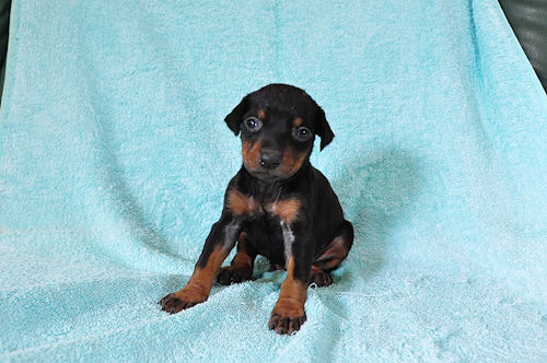 ドーベルマン インターナショナルチャンピオン直子 優秀血統 ドーベルマン ブリーダー 子犬販売の専門店 AngelWan 日本全国対応可能 空輸