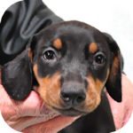 ドーベルマン　ブリーダー　子犬販売の専門店　AngelWan　横浜