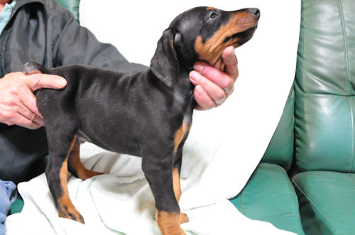 ドーベルマン　ブリーダー　子犬販売の専門店　AngelWan　泉区　番犬　セキュリティ