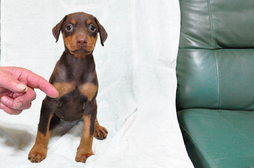 ドーベルマン　ブリーダー　子犬販売の専門店　AngelWan　ドッグショー　良血統　レア